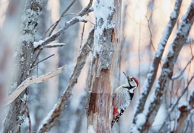 White-backed Woodpecker (Dendrocopus leucotos) wintering in Oulu in northern Finland during a cold winter. Foraging on a bark of a tree. stock-image by Agami/Markus Varesvuo,