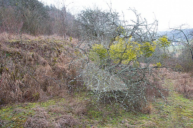 Mistletoe with berries stock-image by Agami/Theo Douma,