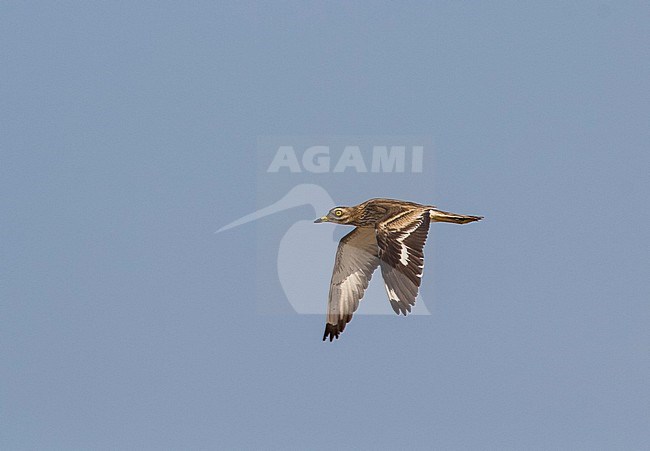 Eurasian Thick-knee flying over Egypt during migration. stock-image by Agami/Edwin Winkel,