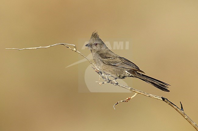 Adult female Phainopepla (Phainopepla nitens) perhed on a small branch against brown background in Riverside Co., California, United States. stock-image by Agami/Brian E Small,