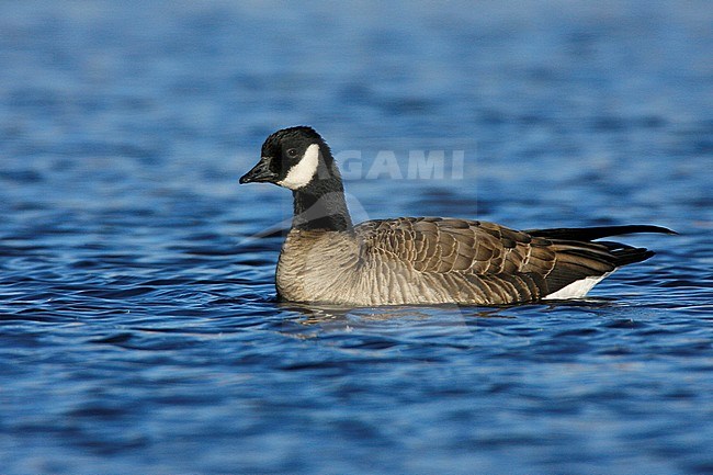 Adult
Bernalillo Co., NM
December 2007 stock-image by Agami/Brian E Small,