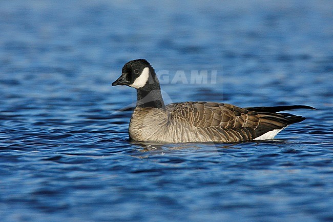 Adult
Bernalillo Co., NM
December 2007 stock-image by Agami/Brian E Small,