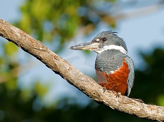 Vrouwtje Amerikaanse Reuzenijsvogel, Female Ringed Kingfisher stock-image by Agami/Alex Vargas,