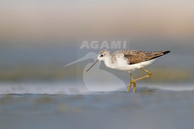 Marsh Sandpiper - TeichwasserlÃ¤ufer - Tringa stagnatilis, Oman, adult, nonbreeding stock-image by Agami/Ralph Martin,