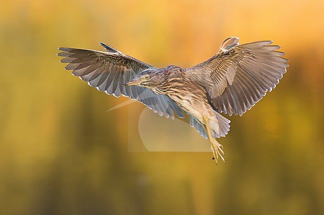 Immature Black-crowned Night Heron, Nycticorax nycticorax, in Italy. stock-image by Agami/Daniele Occhiato,