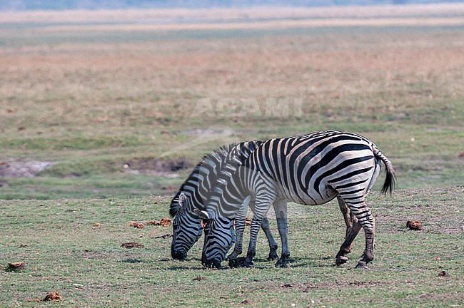 A pair of common zebras, Equus quagga, grazing. Chobe National Park, Botswana. stock-image by Agami/Sergio Pitamitz,