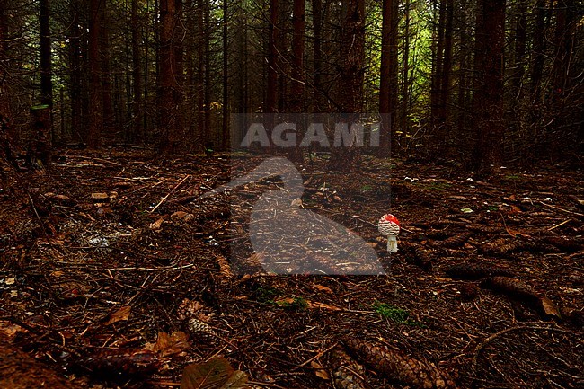 Vliegenzwam, Fly agaric stock-image by Agami/Rob de Jong,