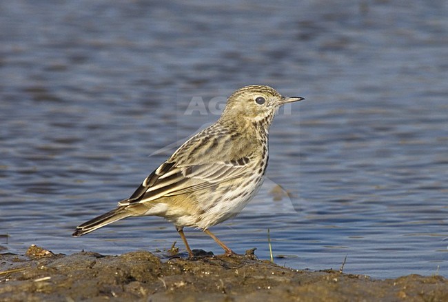 Meadow Pipit standing; Graspieper staand stock-image by Agami/Marc Guyt,