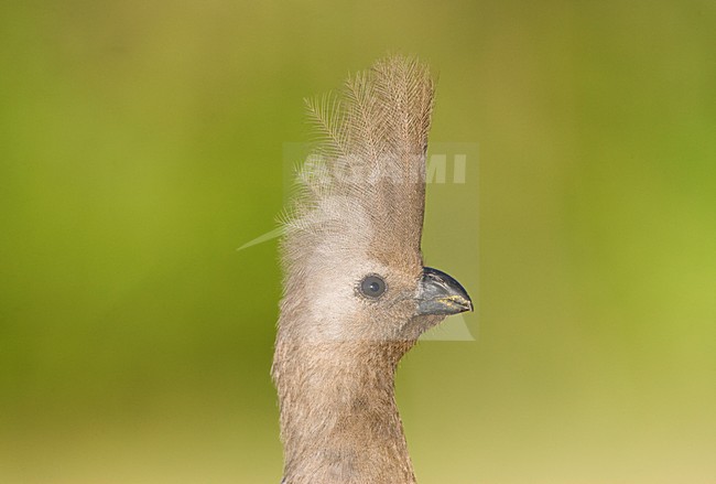Vale Toerako, Grey Go-Away-Bird, Corythaixoides concolor stock-image by Agami/Marc Guyt,