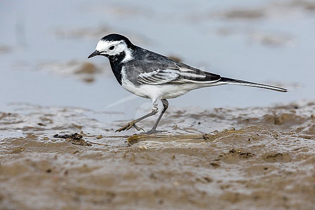First summer male Pied x White Wagtail hybrid  (Motacilla alba yarrellii x alba) sitting on a small pool in Tour & Taxi, Brussels, Brabant, Belgium. stock-image by Agami/Vincent Legrand,