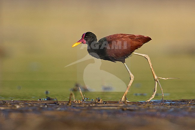 Wattled Jacana (Jacana jacana jacana) at Puerto Nariño, Amazonas, Colombia. stock-image by Agami/Tom Friedel,