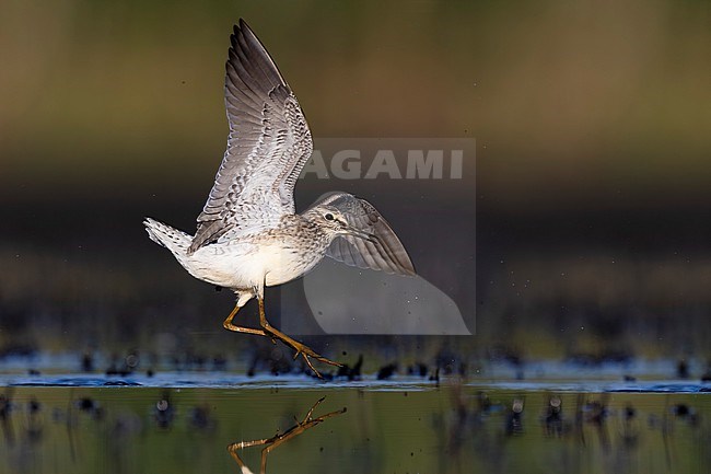 Wood Sandpiper (Tringa glareola) in Italy. stock-image by Agami/Daniele Occhiato,