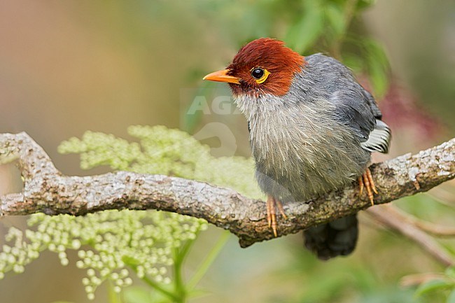 Chestnut-hooded Laughingthrush (Pterorhinus treacheri) Perched on a branch in Borneo stock-image by Agami/Dubi Shapiro,