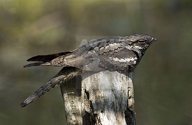 European Nightjar (Caprimulgus europaeus) perched on a pole during spring migration in Kazakhstan. stock-image by Agami/Rene Pop ,