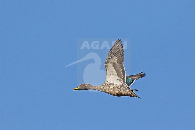 Flying Yellow-billed duck (Anas undulata) in South Africa. stock-image by Agami/Pete Morris,