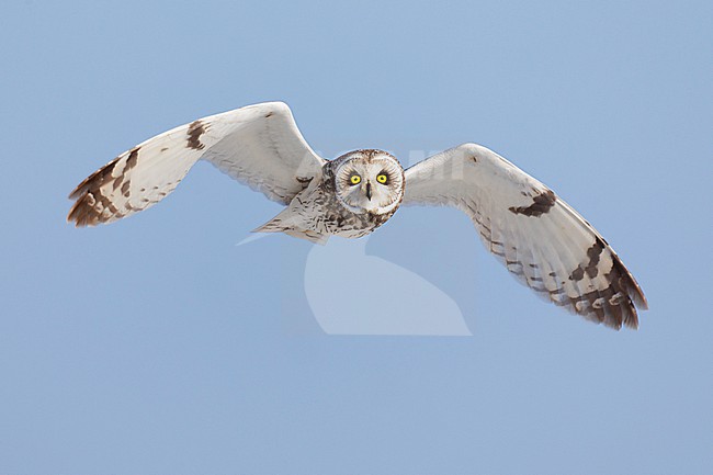 Short-eared Owl (Asio flammeus), front view of an adult in flight, Finnmark, Norway stock-image by Agami/Saverio Gatto,