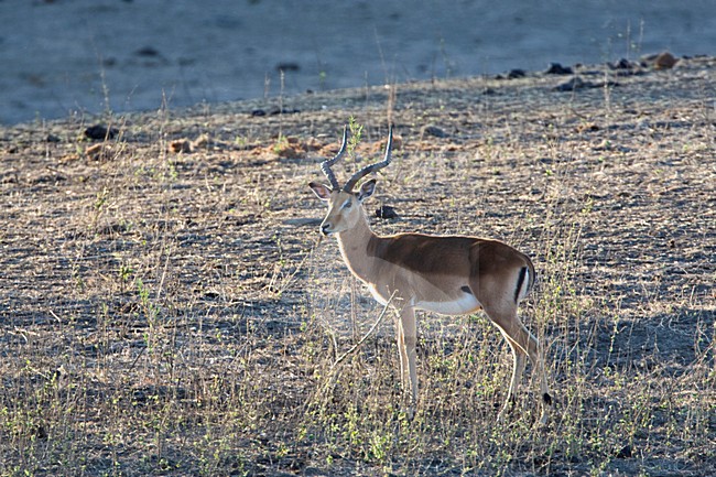 Mannetje Impala; Male Impala stock-image by Agami/Marc Guyt,