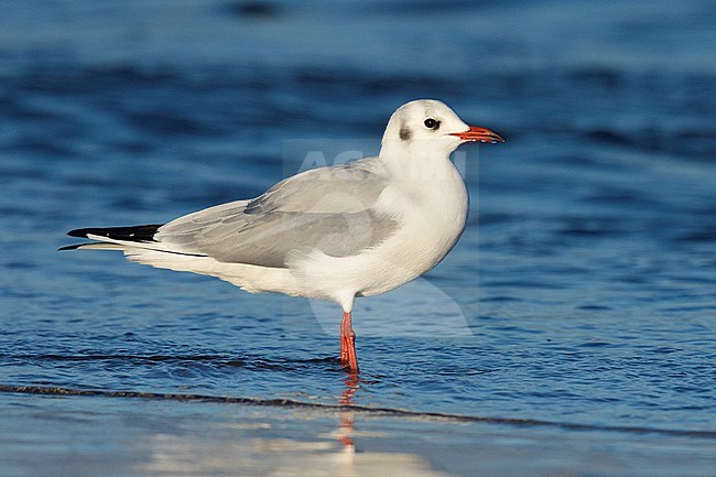 Black-headed Gull (Chroicocephalus ridibundus), side view of an adult standing in the water, Campania, Italy stock-image by Agami/Saverio Gatto,