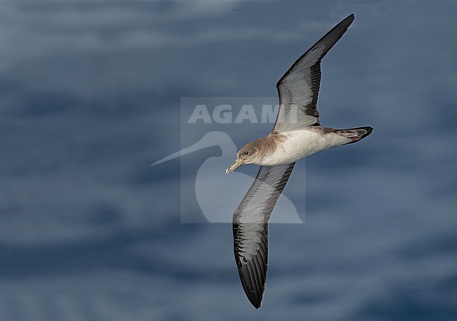 Cape Verde Shearwater (Calonectris edwardsii) is an endemic breeding bird. A recent split and part of the 'cory shearwater complex'  with Cory's and Scopoli's Shearwater. stock-image by Agami/Eduard Sangster,
