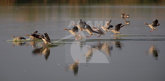 Groep Grauwe Ganzen in de vlucht; Group of Greylag Geese in flight stock-image by Agami/Markus Varesvuo,