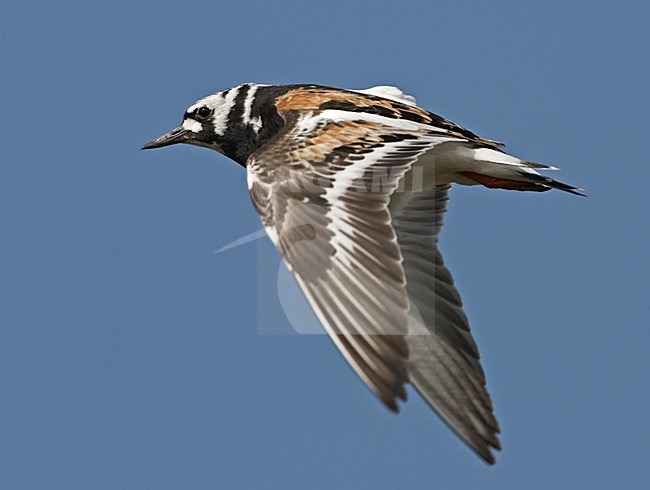 Karikukko_2551 (Arenaria interpress) Turnstone, heinakuu / July 2006, Varanger, Norway stock-image by Agami/Jari Peltomäki,