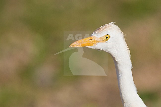 Cattle Egret - Kuhreiher - Bubulcus ibis ssp. ibis, Oman, adult stock-image by Agami/Ralph Martin,