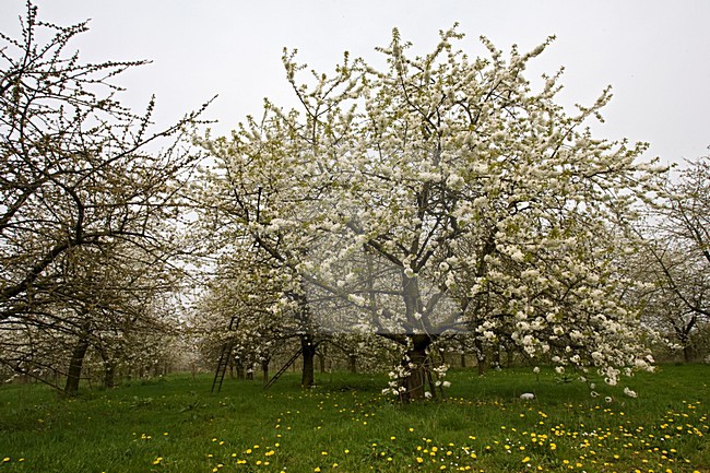 Fruitbomen in de Betuwe; Orchards in the Betuwe stock-image by Agami/Marc Guyt,