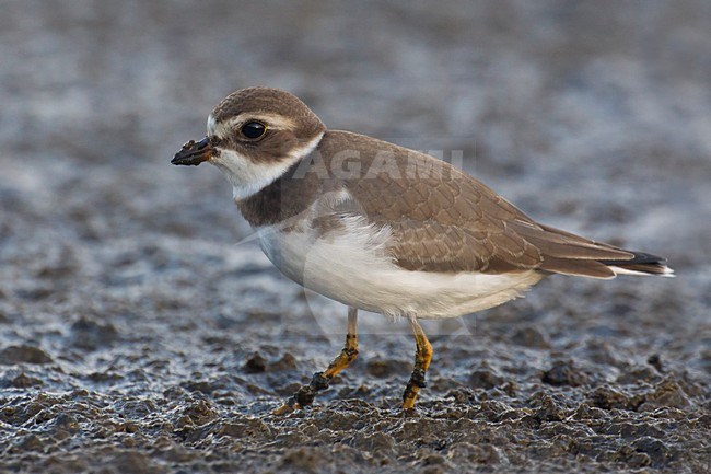 Amerikaanse Bontbekplevier; Semipalmated Plover; Charadrius semipalmatus stock-image by Agami/Daniele Occhiato,