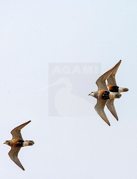 Adult Eurasian Dotterel (Charadrius morinellus) during spring migration on Wadden Island Texel in the Netherlands. stock-image by Agami/Marc Guyt,