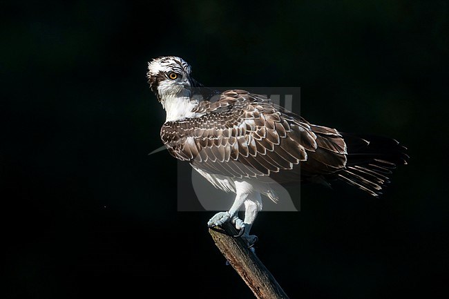 Immature Osprey, Pandion haliaetus, in the Netherlands. stock-image by Agami/Han Bouwmeester,