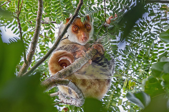 Waigeou cuscus or Waigeou spotted cuscus (Spilocuscus papuensis) in West Papua, Indonesia. stock-image by Agami/Pete Morris,