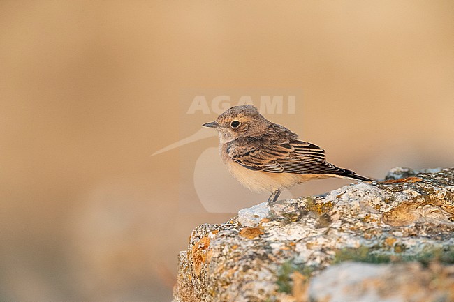 First-winter Pied Wheatear (Oenanthe pleschanka) during autumn migration at Cape Kaliakra, Bulgaria. Perched on an old ruin wall. stock-image by Agami/Marc Guyt,