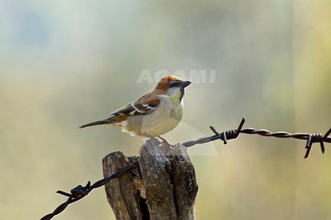 Roodkopmus, Russet Sparrow, Passer rutilans stock-image by Agami/Marc Guyt,