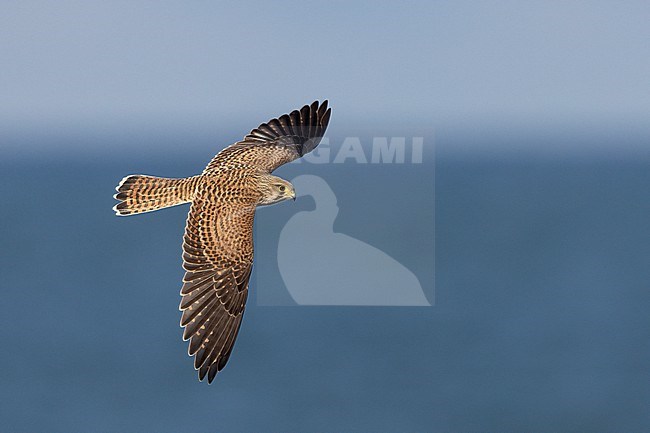 Juvenile Eurasian Kestrel (Falco tinnunculus) in flight. Hovering in mid-air over he sea showing topside, looking for prey in Lolland, Denmark. stock-image by Agami/Helge Sorensen,