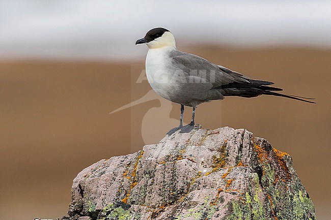 Long-tailed Jaeger (Stercorarius longicaudus), adult standing on rock stock-image by Agami/Saverio Gatto,