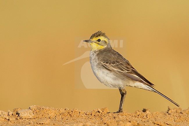 Citrine Wagtail - Zitronenstelze - Motacilla citreola, Oman stock-image by Agami/Ralph Martin,