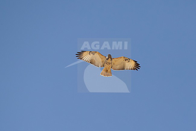 immature augur buzzard (Buteo augur) in flight above the Liben Plains near Negele Borana in Ethiopia stock-image by Agami/Mathias Putze,