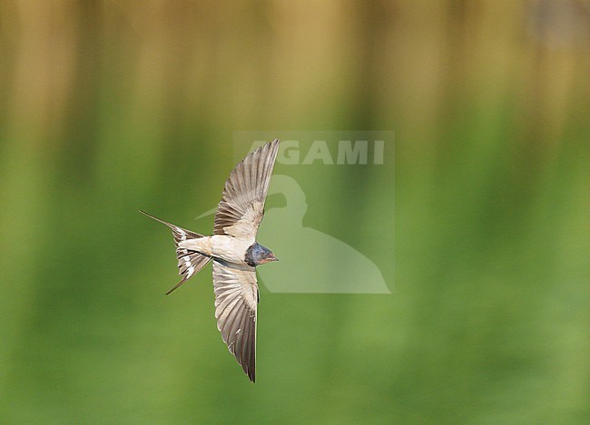 Adult Barn Swallow (Hirundo rustica) flying and banking above the water of a pond showing underside and with wings and tail fully spread stock-image by Agami/Ran Schols,
