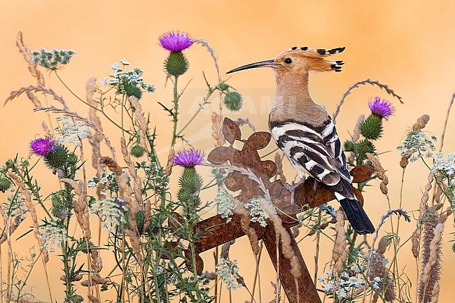 Eurasian Hoopoe (Upupa epops) in Italy. stock-image by Agami/Daniele Occhiato,