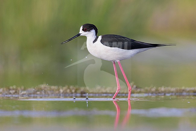 Black-winged Stilt (Himantopus himantopus), side view of an adult male standing in the water,  Campania, Italy stock-image by Agami/Saverio Gatto,