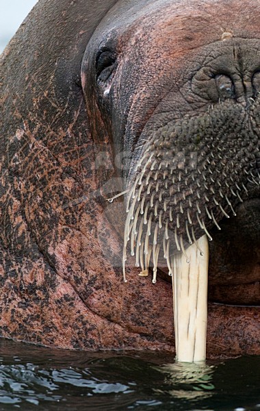 Walrus portret; Walrus close-up stock-image by Agami/Marc Guyt,