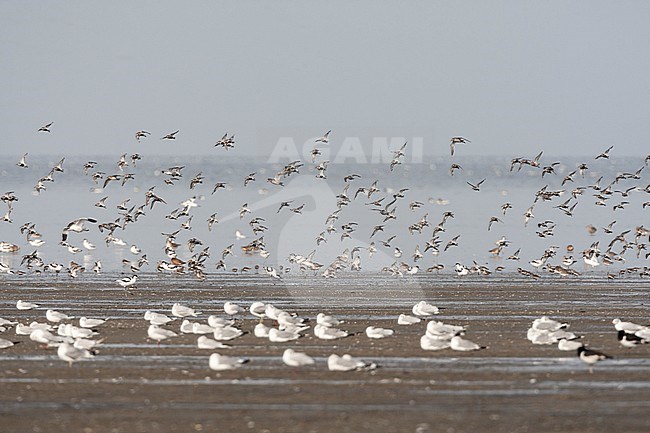 Grote groepen vogels in Westhoek; Bird flocks at Westhoek stock-image by Agami/Marc Guyt,