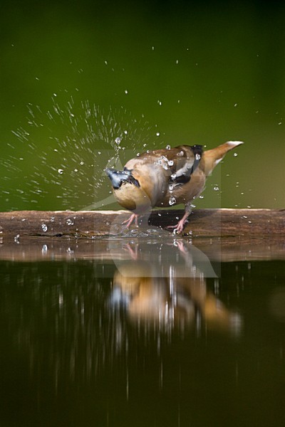 Appelvink bij de drinkplaats; Hawfinch at drinking site stock-image by Agami/Marc Guyt,