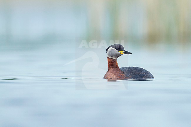 Adult Red-necked Grebe (Podiceps grisegena grisegena In breeding plumage swimming in a lake in Poland. stock-image by Agami/Ralph Martin,