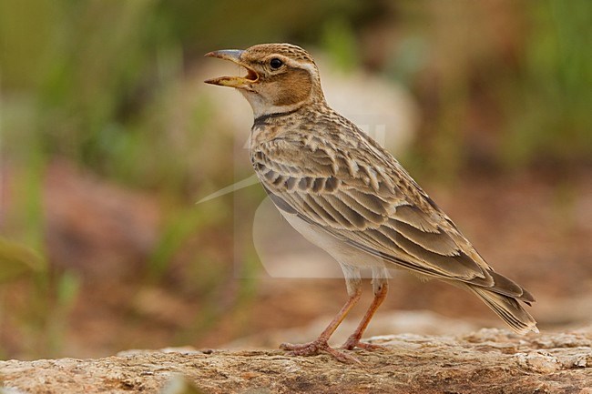 Bergkalanderleeuwerik zingend op de grond; Bimaculated Lark singing on the ground stock-image by Agami/Daniele Occhiato,