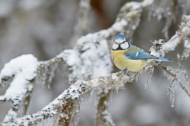 Blue Tit (Cyanistes caeruleus) during winter in Finland. Perched on a snow covered branch. Looking into the camera. stock-image by Agami/Markus Varesvuo,