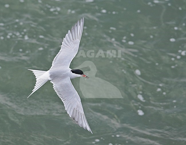 Visdief in vlucht; Flying Common Tern stock-image by Agami/Markus Varesvuo,