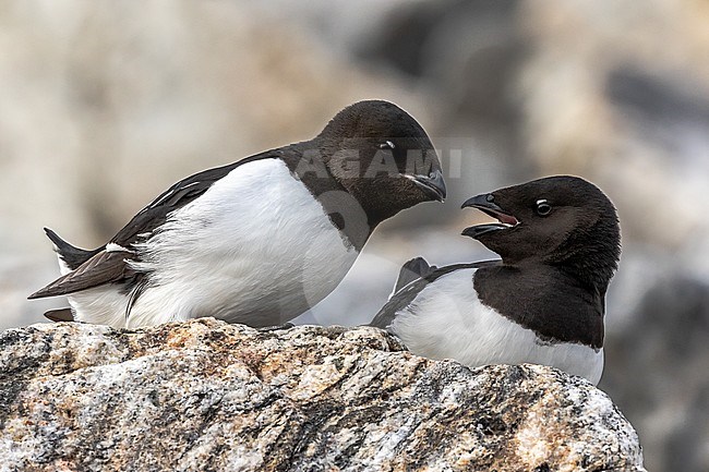 Pair of Little Auks in the breeding colony on Svalbard /Spitsbergen stock-image by Agami/Onno Wildschut,