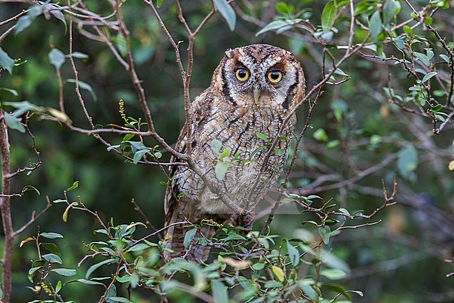 Tropical screech-owl (Megascops choliba uruguaii) stock-image by Agami/Andy & Gill Swash ,