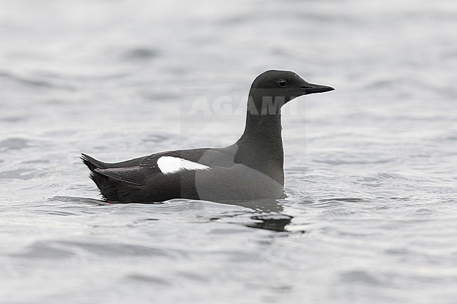 Black Guillemot (Cepphus grylle), adult swimming in the water, Capital Region, Iceland stock-image by Agami/Saverio Gatto,